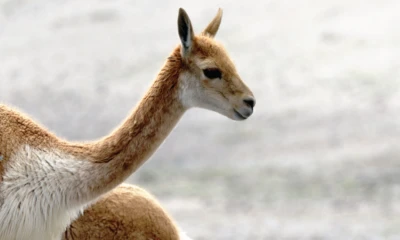 El Convenio de la Vicuña reconoce el valor ecológico y económico de esta especie nativa / Foto: cortesía MAATE