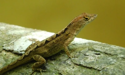 Este lagarto, originario de Cuba, ya ha invadido varias regiones del mundo / Foto: cortesía 