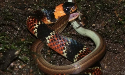 Erythrolamprus guentheri a nivel nacional está catalogada como “Casi Amenazada” / Foto: cortesía Inabio