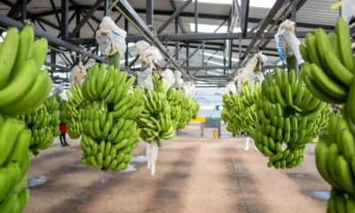 Actualmente, Tanzania es el segundo mayor productor de banano de África Oriental, solo por detrás de Uganda / Foto: cortesía 