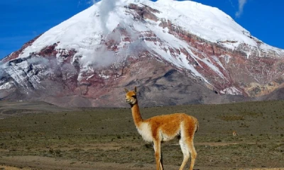El Volcán Chimborazo, nevado importante de la Sierra del Ecuador, que llega hasta una elevación de 6263 msnm; constituye una fuente importante de agua. Fuente: El País, 2016