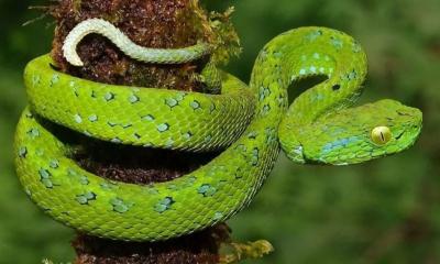 Entre los hallazgos más destacados se encuentran siete especies nunca antes registradas / Foto: cortesía