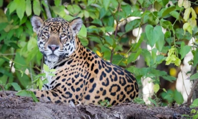 La herramienta es una colaboración entre WWF Ecuador y UICN América del Sur / Foto: cortesía WWF