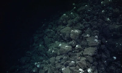 Se lo hizo a bordo del buque de investigación Falkor (too)/ MAATE