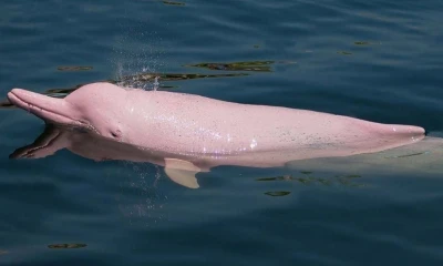 En Ecuador, se calcula que sobreviven apenas unos 200 ejemplares de delfín rosado amazónico y 30 delfines grises / Foto: cortesía Nature and Culture International