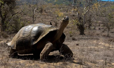 Principales noticias de Ecuador hoy - 9 de noviembre de 2023 / Foto: cortesía Fundación Charles Darwin 