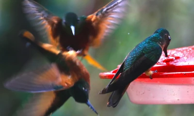 Actualmente existen varios puntos en donde se puede realizar esta actividad / Foto: El Oriente