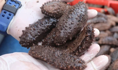 La pesquería iniciará el 1 de octubre / Foto: cortesía Parque Nacional Galápagos