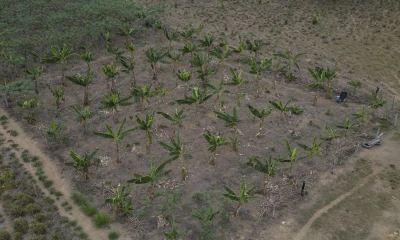 Hace unos años, la Empresa Brasileña de Investigación Agropecuaria, una institución pública dedicada a la innovación en el campo, llamó a las puertas de los habitantes de Mamuí con una propuesta: instalar sistemas agroforestales./ Foto: cortesía EFE
