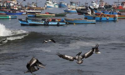 La reserva comprenderá un área natural protegida (ANP) de 115.675,29 hectáreas / Foto: EFE
