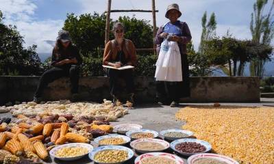 Fueron reconocidos como "Sistemas Importantes del Patrimonio Agrícola Mundial" por su importancia mundial y su apoyo a la seguridad alimentaria / Foto: cortesía FAO Ecuador 