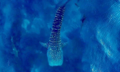 Ya son 758 tiburones ballenas registrados en la Reserva Marina de Galápagos desde 2001 / Foto: cortesía Parque Nacional Galápagos