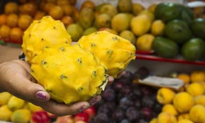 La pitahaya es cultivada en Morona Santiago, Pastaza y Napo... / Foto: EFE