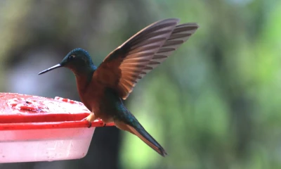 Tapichalaca, un corredor natural de aves migratorias / Foto: El Oriente