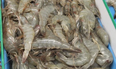 Fedexpor destacó que el sector agrícola y agroindustrial tuvo un crecimiento de 35 %, comparado con 2024 / Foto: cortesía Ministerio de Producción