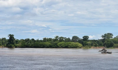 Un proyecto de ordenanza en Guaviare plantea su salida de la región amazónica y genera alerta entre comunidades, expertos y organizaciones ambientales por sus posibles impactos ecológicos. / Foto: Wikimedia