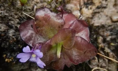 Las plantas fueron descritas en las provincias de Loja y Zamora Chinchipe por investigadores del Herbario QCA de la Pontificia Universidad Católica del Ecuador / Foto: cortesía