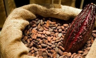 Los precios del cacao han registrado un incremento de casi el 200 % / Foto: cortesía 