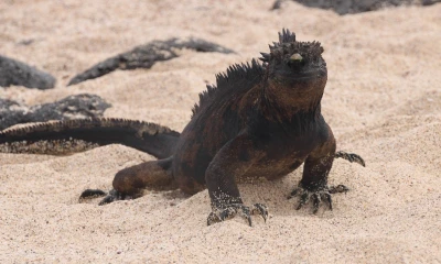 Galápagos trata de dejar atrás los duros meses de pandemia en 2020.