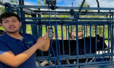 Los equipos permiten inmovilizar al animal de forma segura para realizar vacunaciones, desparasitaciones, inseminación artificial... / Foto: cortesía MAGP