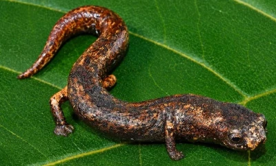 El hallazgo fue publicado en la revista científica Studies on Neotropical Fauna and Environment / Foto: cortesía 