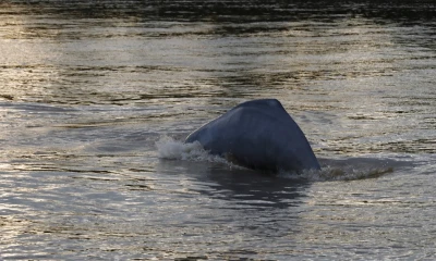 Las dos especies de delfines de río en Ecuador, que son el rosado y el gris, "se encuentran en peligro y en peligro crítico de extinción" / Foto: EFE 