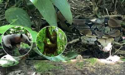 16 especímenes de fauna silvestre fueron liberados en Limoncocha / Foto: cortesía Ministerio de Ambiente