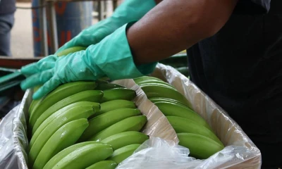 La carga ilegal se hallaba en el techo del barco / Foto: cortesía 