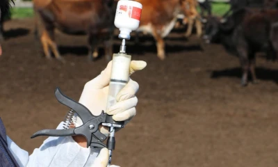 El último brote fue en agosto de 2011/ Foto: Cortesía Agrocalidad