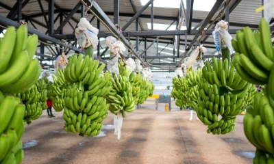 Entre enero y septiembre, el sector registró una variación acumulada de 3,33 % frente al mismo periodo de 2024 / Foto: cortesía Camara maritima de Ecuador