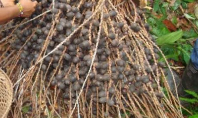 Bebidas ancestrales se preparan con la unguragua