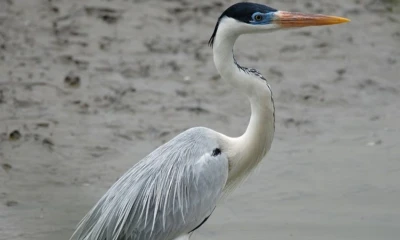 La  garza cocoi contribuye a regular las poblaciones de peces y otros organismos acuáticos / Foto: cortesía Aves del Ecuador