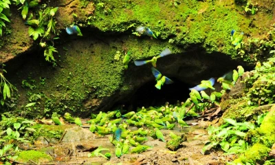 El Yasuní es una de las zonas más biodiversas del país. Foto: La Hora 