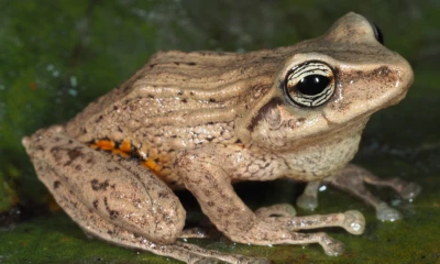 Estas ranas presentan una coloración y una textura corporal que imitan de forma notable las hojas secas de esta planta / Foto: cortesía Infórmate Manabí