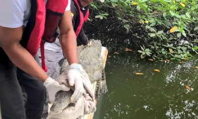 El ejemplar fue visto el domingo en la playa de San Lorenzo./ Foto: cortesía MAATE