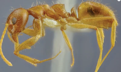 Estudio halla hormigas en Ecuador solo descritas en Colombia y Centroamérica / Foto: cortesía Revista Brasileira de Entomología