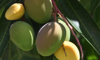 la exportación se realizará a través del tratamiento hidrotérmico / Foto: cortesía 