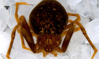 Se destaca por su abdomen claramente más largo que ancho/ Foto: cortesía INABIO