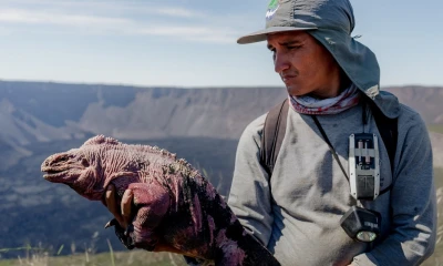 Expertos preparan proyecto de conservación de la iguana rosada en Galápagos / Foto: EFE