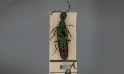 La investigación se centró en un grupo de escarabajos de la Subtribu Philonthina / Foto: cortesía Museo de Historia Natural UNMSM