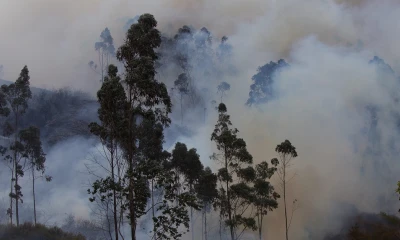 Logran extinguir un incendio forestal en la Reserva Ecológica Antisana / Foto: EFE