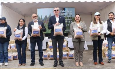 Esta variedad presenta un rendimiento potencial de 7 a 8 toneladas por hectárea / Foto: cortesía Ministerio de Agricultura