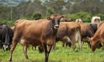 Entre 2022 y 2023, se consolidó un portafolio de inversiones en productos como café, pitahaya, aguacate, plátano y guanábana / Foto: cortesía MAGP