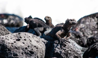 Las subvenciones beneficiarán a las cuatro islas pobladas de la región insular / Foto: cortesía Pixabay