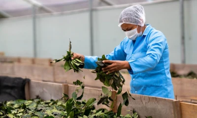 Nueva clasificación abre camino a mercados internacionales./ Foto: cortesía MAG