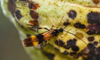 La variante peruana del 'Purpureocillium takamizusanense' actúa selectivamente sobre la chinche negra / Foto: cortesía Agro Link