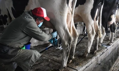 El mayor dinamismo se concentró en la comercialización al por mayor de productos como leche, queso, yogur y mantequilla / Foto: cortesía