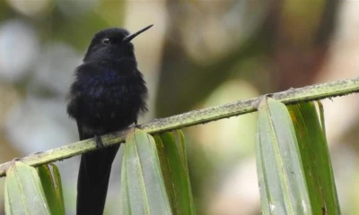 Estas especies fueron priorizadas debido a su nivel de amenaza, endemismo y la presión que enfrentan en sus hábitats / Foto: cortesía Lundin Gold