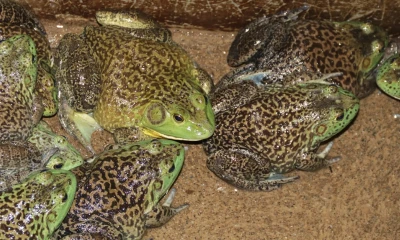 La rana, una especialidad de Zamora / Foto: El Oriente