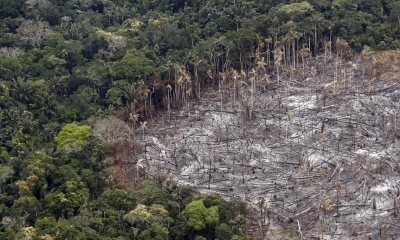 La deforestación de la Amazonía, una epidemia ambiental en silencioso auge / Foto: EFE